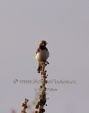 WildLife Photos of Birds, Wheatears & others, Pied Wheatear, Oenanthe pleschanka